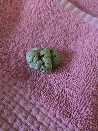 green poop.jpg