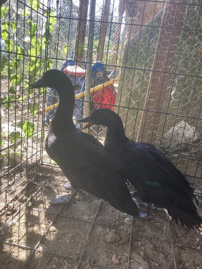 IMG_2089.jpeg