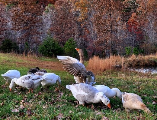 2023_flock_wf_1.jpg