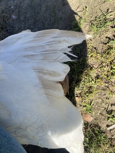 IMG_7173.jpeg