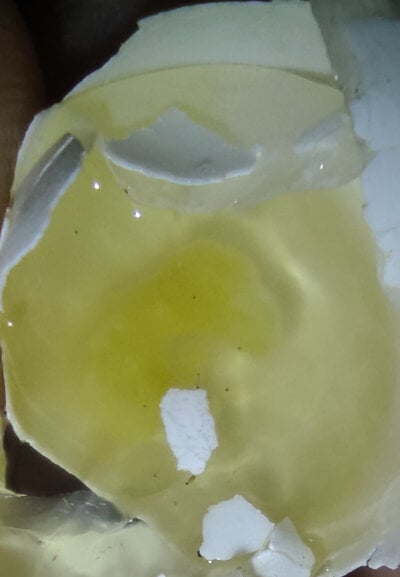 inside tiny egg.jpg