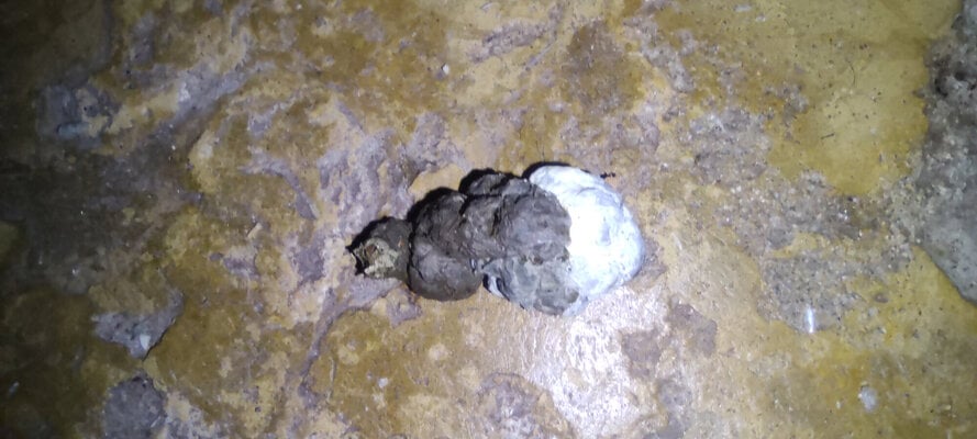 poop_Wednesday_20241114_000805.jpg