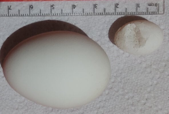 tiny_egg_Tuesday_20241112_214052.jpg