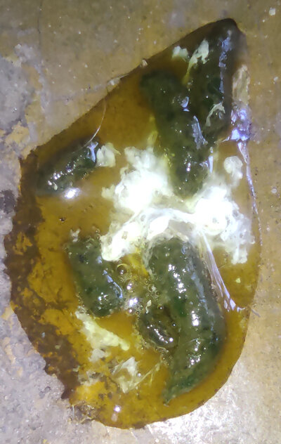 poop_Monday_liquid is clear dont let the yellow floor fool you_20241111_1659.jpg