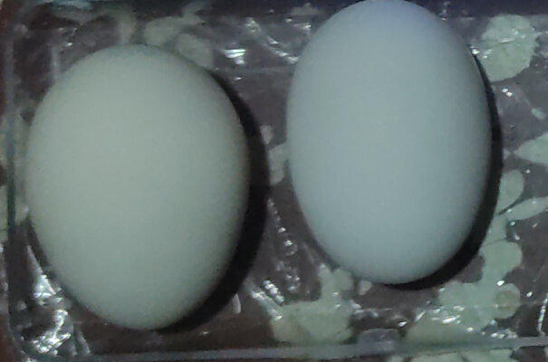 no pointy egg 17112024.jpg