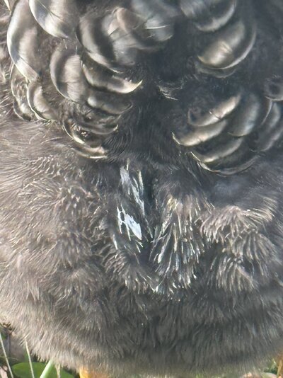 IMG_4946.jpeg