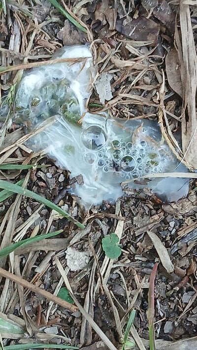 20241116_Water poo day 1.jpg