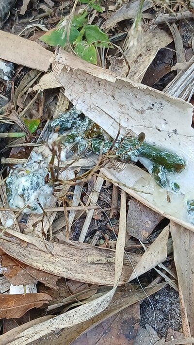 20241118_Green and white gunky poo.jpg