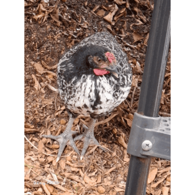 20241119_140235.gif