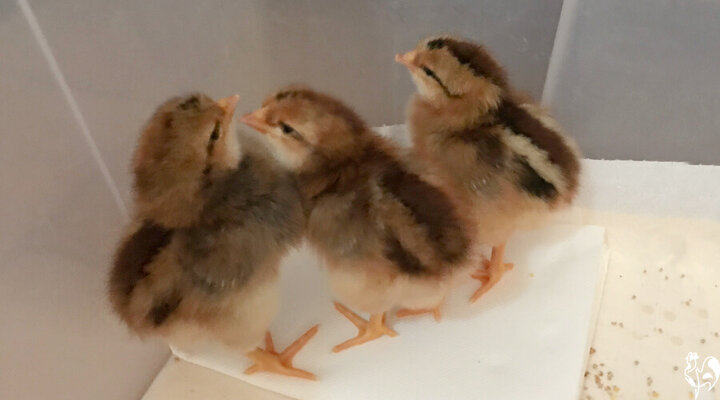 chicks speckled.jpeg