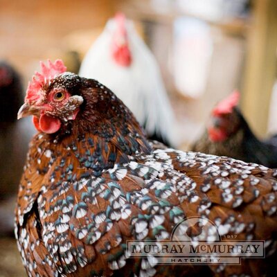 McMurrayHatchery-BrownEggLayers-Speckled-Sussex-Chicken.jpg