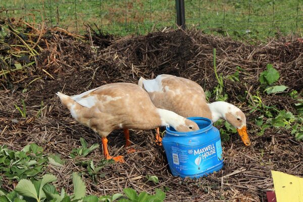 ducks.jpeg