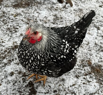 2023_winter_fowl_8.jpeg