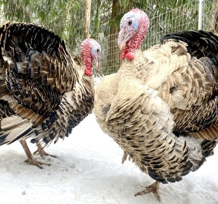 cropped_2023_winter_fowl_9.jpeg