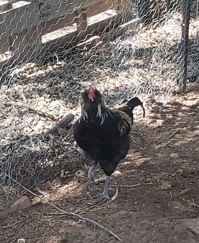 2 Bird.jpg