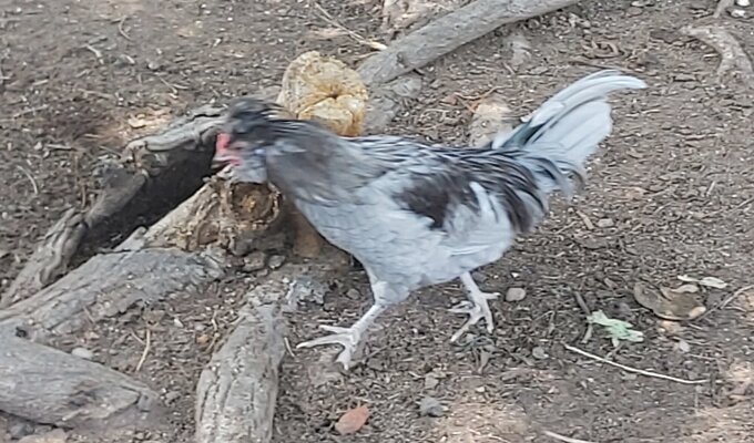 5 Bird.jpg