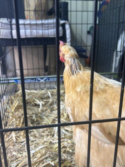 IMG_0233.jpeg