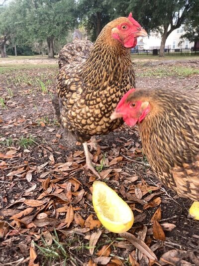 A-Z Chicken Treats and Their Health Benefits