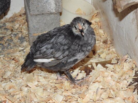 12 04 24 OE 5 week.JPG