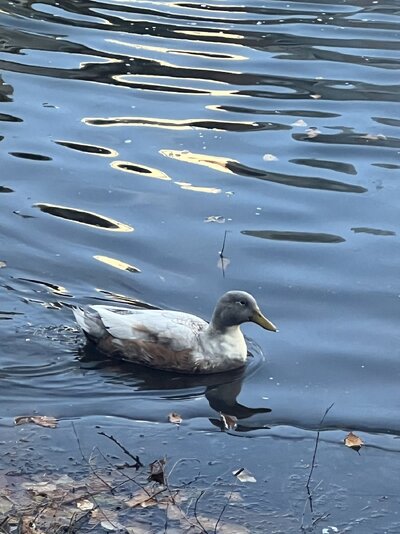IMG_6007.jpeg