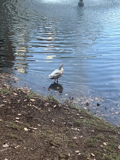 IMG_6011.jpeg