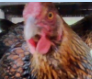 The Ins and Outs of Chicken Egg Laying in Winter