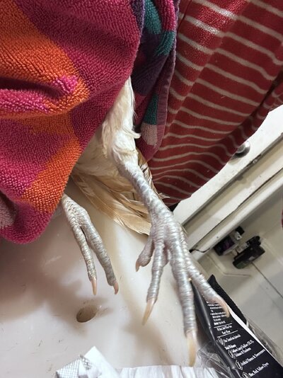 IMG_4806.jpeg