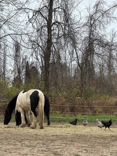 horseandchickens.jpg
