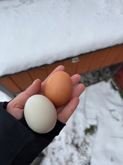 qceggs.jpg