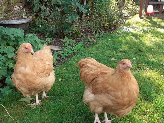 Coccidiosis in chickens: What is it?!