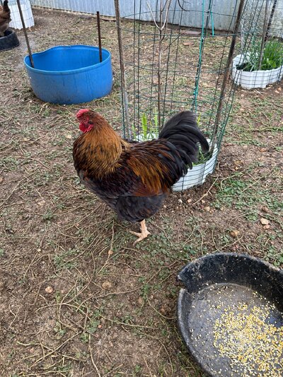 IMG_0883.jpeg