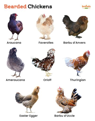 Bearded-Chickens-808x1024.jpg