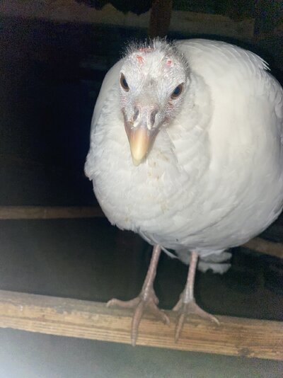 IMG_9727.jpeg