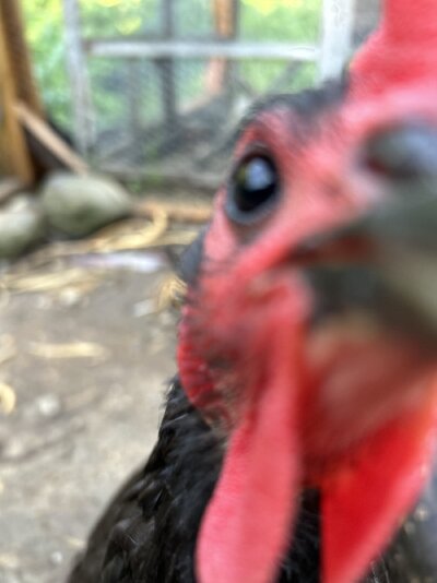 IMG_0703.jpeg