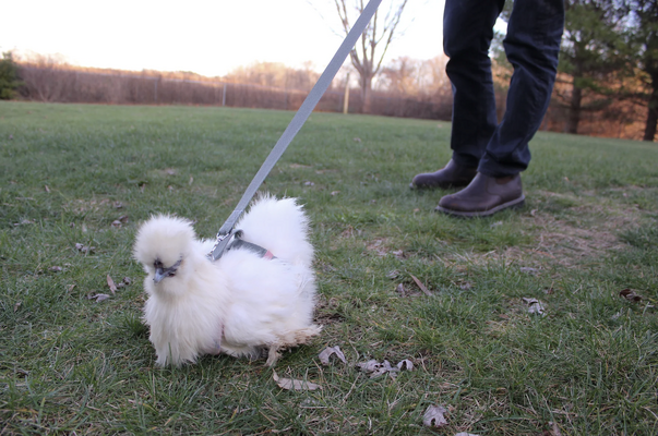 studio-cluck-products-for-chicken-people-and-their-pets-like-silkies-chicken-harness copy.png