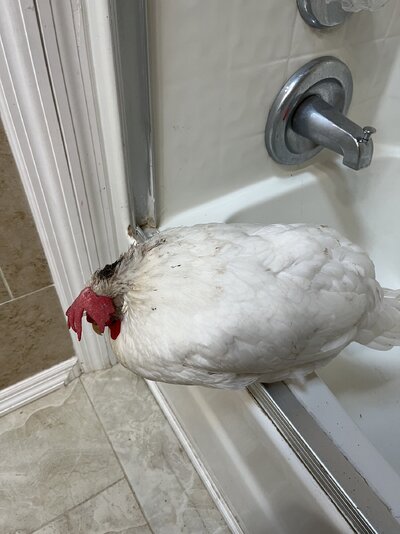 IMG_1211.jpeg