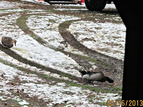 13feb16sno734.jpg