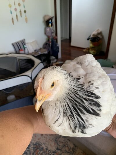IMG_8622.jpeg