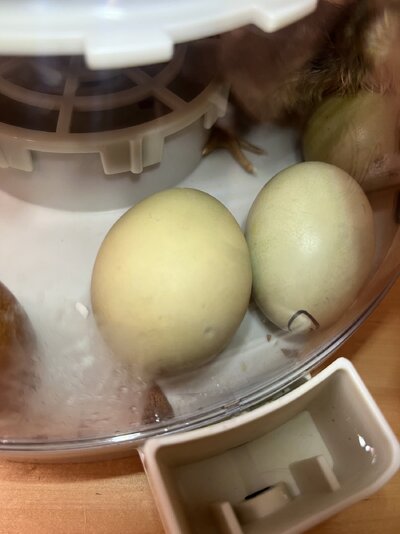 IMG_0268.jpeg