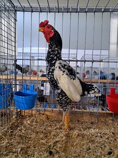 Immagine WhatsApp 2024-12-22 ore 19.31.10_a7b90008.jpg