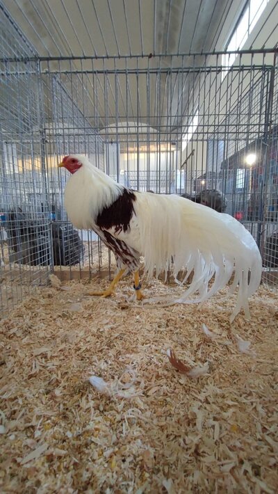 Immagine WhatsApp 2024-12-22 ore 19.41.55_b92e64e2.jpg