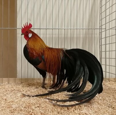 Immagine WhatsApp 2024-12-22 ore 19.41.58_9f4e853e.jpg