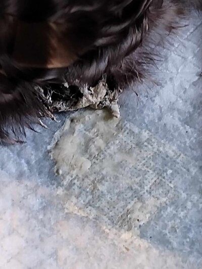 Maybelene poop 3.jpg