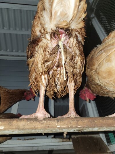 4 vent on roost.jpg