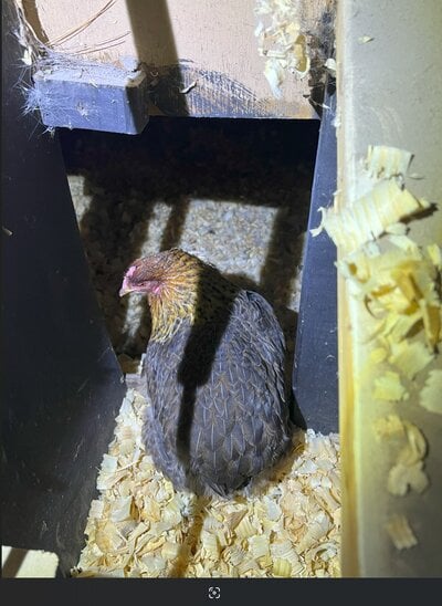 nestbox.jpg