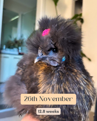Betty - 13 Weeks.png