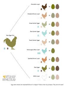 BreedingChart_OliveEggerRoo_Correct-2.jpg