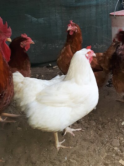 No 1 9Mo Wht Ranger Hen.jpg