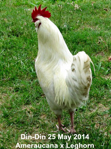 14may25chix284.jpg