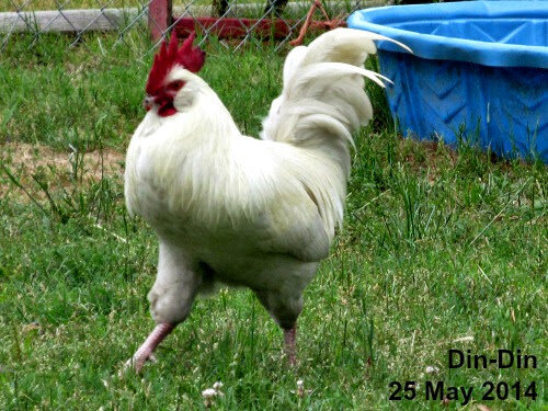 14may25chix251.jpg